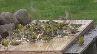 Lots and lots of Siskins.