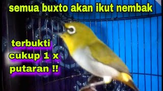 Pleci Buxtoni Ngalas Nembak Sejalur