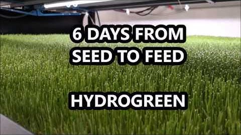 HydroGreen Seed Grow Harvest