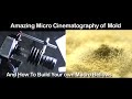 Amazing Micro Cinematography of Mold And How To Build Your Own Macro Bellows