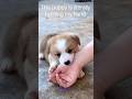 Puppy thinks my hand is a snack #Puppy biting #Puppy teething #Puppy nibbling