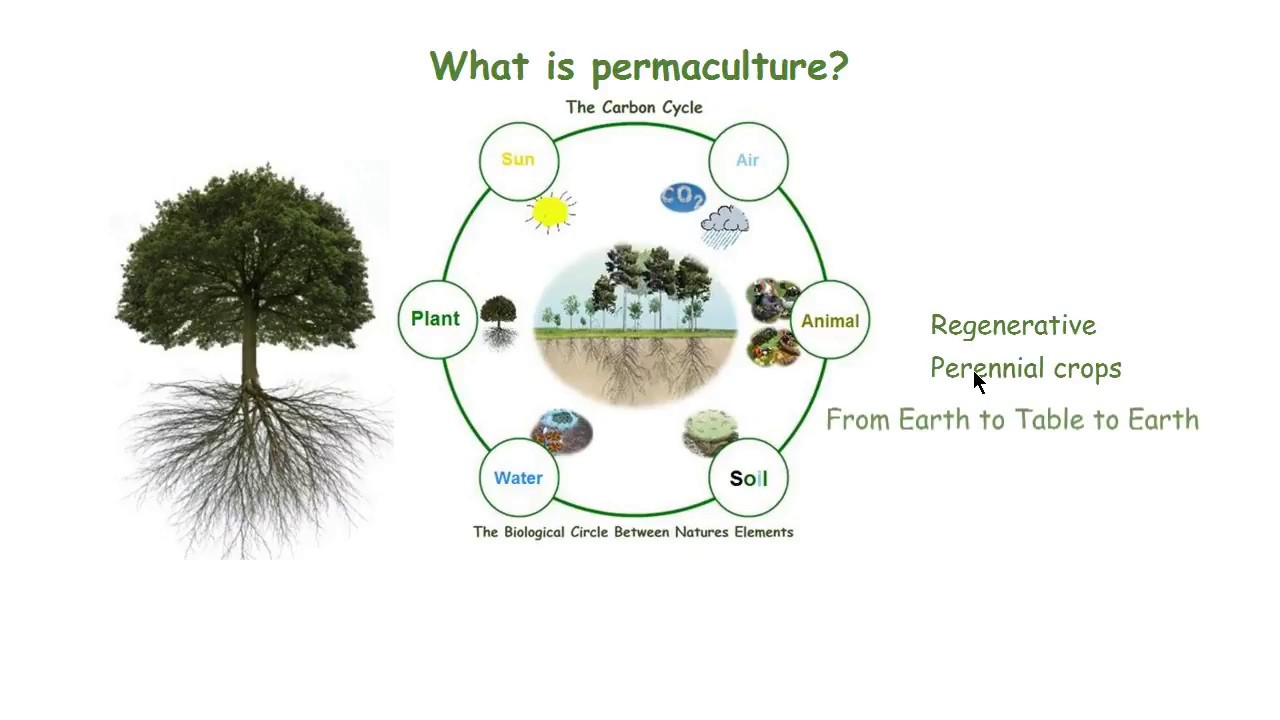What is Permaculture? YouTube