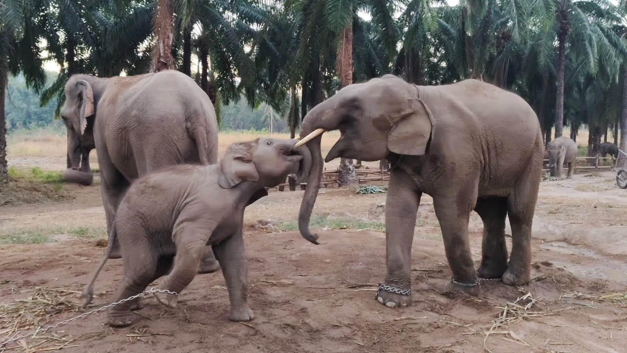 วิถีลูกผู้ชาย‼️🐘🥊