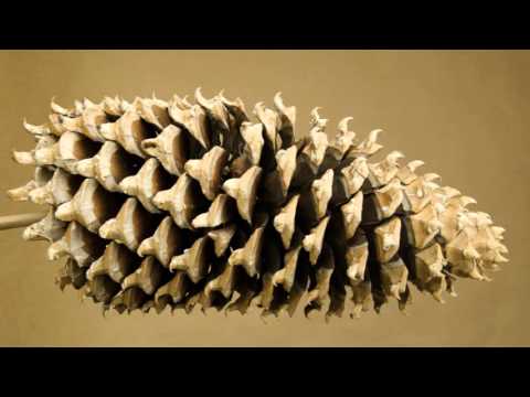 Piney The Elder. An enormous Coulter pine cone opening