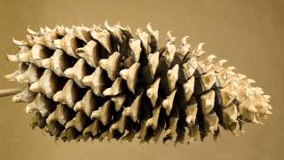 Piney The Elder. An enormous Coulter pine cone opening