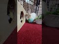 Help! The fluffy baby bunny is following me with a ball! #mofu #bunny #rabbit #cute #fun #play #可愛い