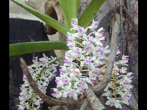 Orchid | Lan rừng NGỌC ĐIỂM : Trồng, chăm sóc và chơi hoa quá dễ|Rhynchostylis gigantea (Lindl)