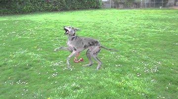 The Taming Power of the Small- Foot Ox + Hazel Hermit