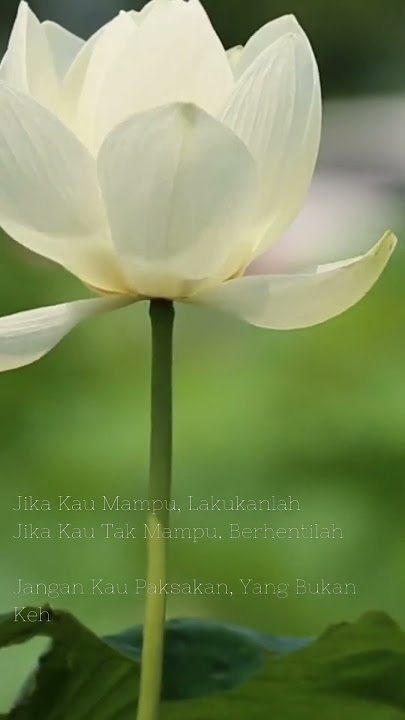 STORY WA. Sanggup (Song : Gilga Sahid - Nemu) #shortvideo