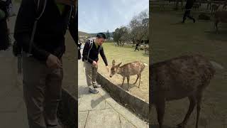 Friendly wild deers of Nara Japan #naradeer #traveljapan #japan