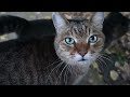【Cat Video】 meowmeow Happy #cat #cats #cute