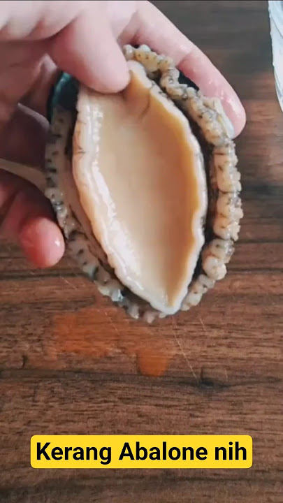 Kerang Abalon, kerang unik seperti memew 🦪🦪 #fyp #kerangabalon #abalone