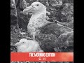 Why this bird flu is a lot more dangerous than the last one