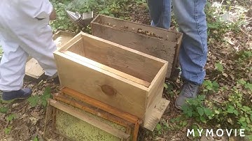 Swarm prevention- moving a two frame split into a five frame hive