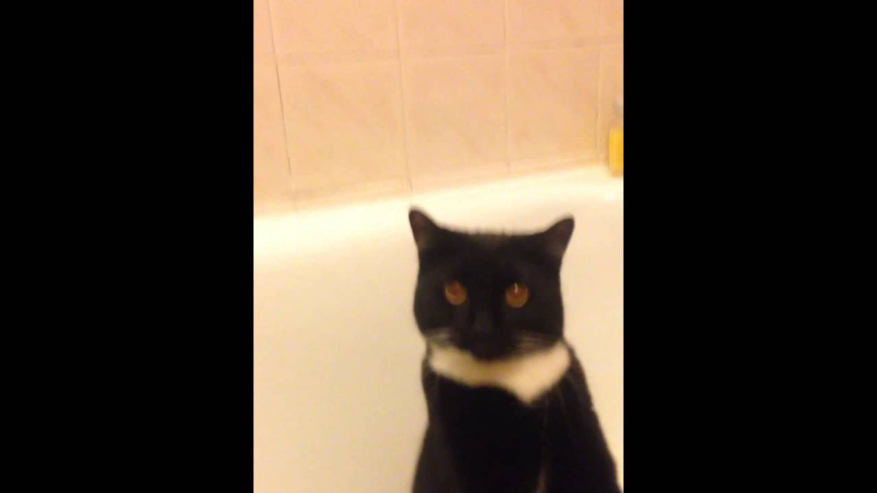 Cat doesn't like being filmed YouTube