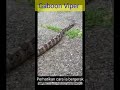 Inilah dia cara pergerakkan ular gaboon viper