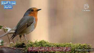 قل لن يصيبنا إلا ما كتب الله لنا ❤ سورة التوبه - الآيه ( 51 )