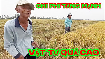 Ông cậu 72 tuổi canh tác quá hây ,lúa OM18  công 1000m2 được 11.1 bao . Giá bán được 6600đ/kg .