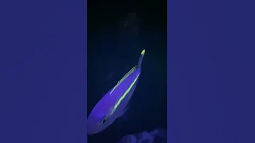 美麗海水族館 5 發光魚 Churaumi 5 Ocean Planetarium 