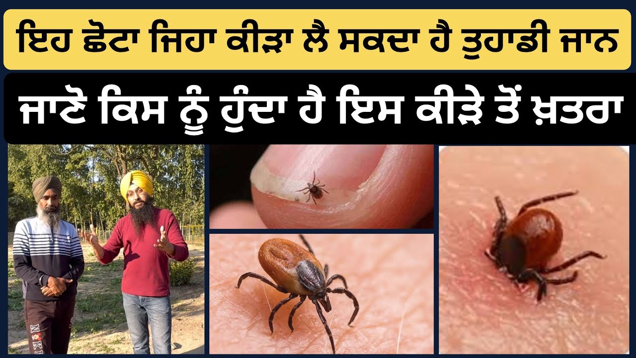 Этот маленький паразит может убить вас — знайте, кто находится в группе риска.