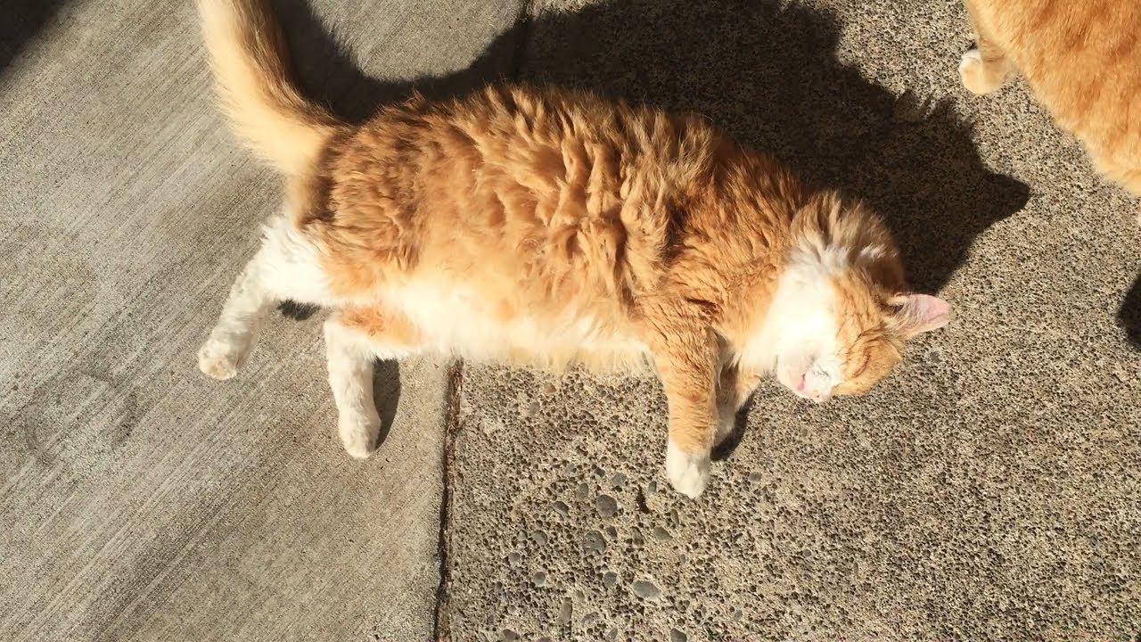 cat condo 2 mod apk Skittie Kitty shows off her tummy, so cute!!! (M3FC 1065)