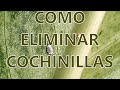 Cómo eliminar cochinillas de las plantas