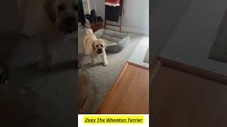 Zoey The Wheaten Terrier