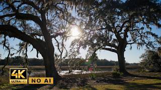 3 Hours Charleston SC Ambient | Spanish Moss & Wind for Sleep or Study