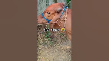 #sapilucu #comedy #sapimakan #animals #funny #sapigemuk #lucu #sapipedaging