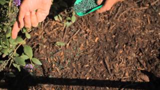 How Do I Apply Starter Fertilizer? : Fall & Winter Gardening Tips