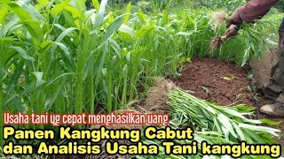 Panen Kangkung Cabut dan Analisis Usaha Tani Kangkung