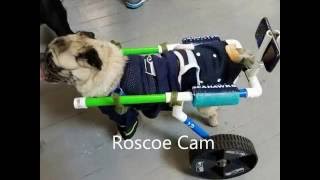 RoscoeCam Seahawks costume Pug-O-Ween 2016