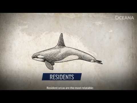 Video: Interactie tussen orka's van bewoners en voorbijgaande orka's?