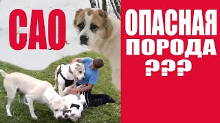 Потенциально опасные породы собак??? Или неадекватные владельцы? Часть 1 Потенциально опасные породы собак??? Или неадекватные владельцы? Часть 1