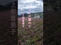 ♪︎コスモス揺れて #ショート 歌唱.上沼恵美子#鹿児島