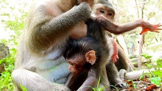 Baby Daniela very Angry With & Cry Loudly While Learning Walking Dana Pick& Raising Up Tail Baby Daniela very Angry With & Cry Loudly While Learning Walking Dana Pick& Raising Up Tail