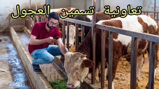 تعاونية تسمين العجول بالمغرب 2022 تعاونية_فلاحية