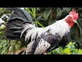 Se clueco la gallina sedosa Ep.58