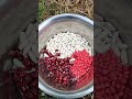 Planting beans and maize 🫘 🌽