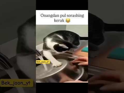 OBUNA BOʻLAMIZ #rek #qashqirlarmakonipistirma #unfrezzmyaccount #love #duet #fly #brabusg63 #memes