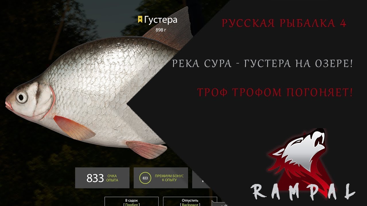 Рр3 густера волга