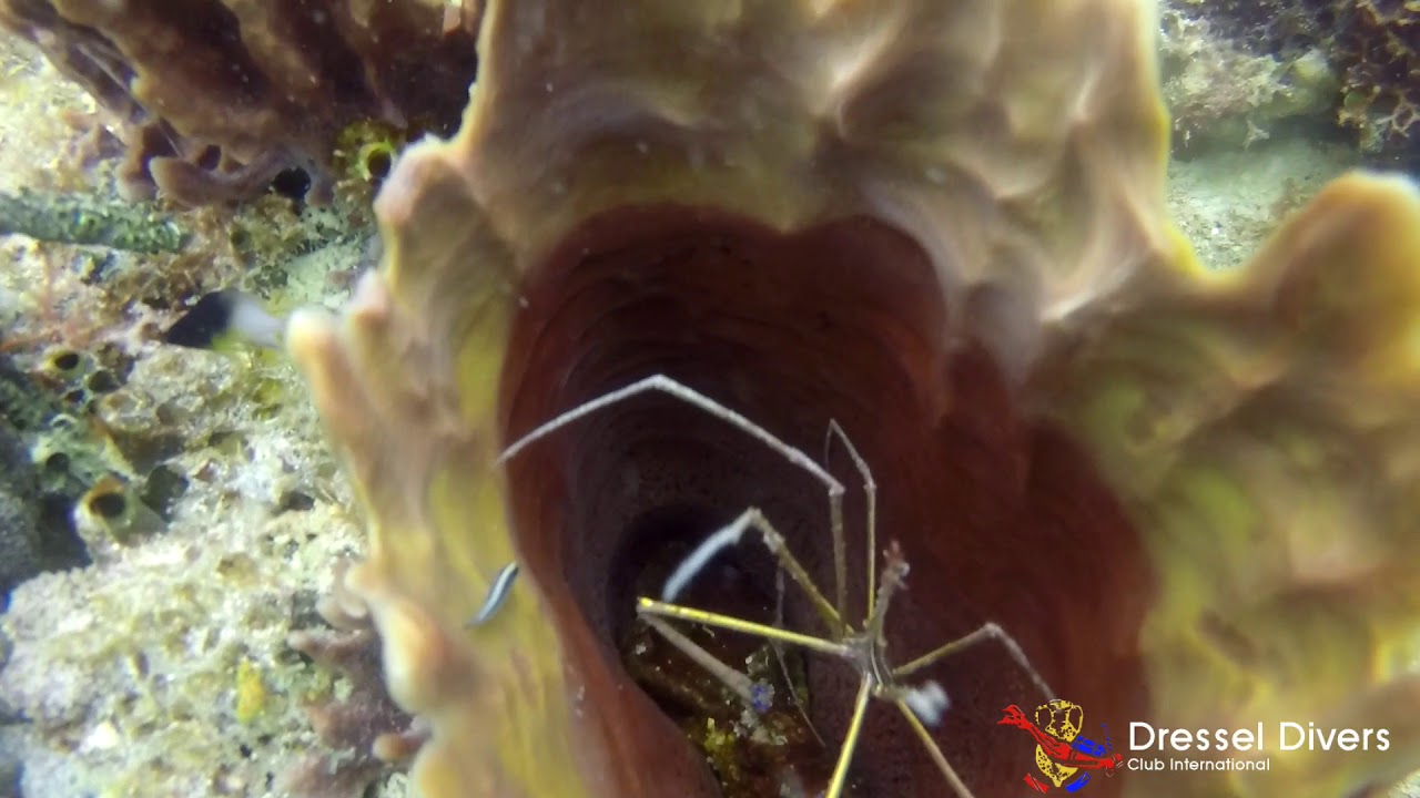 Scuba Diving in BAYAHIBE, the Best of the week.The Dominican Republic