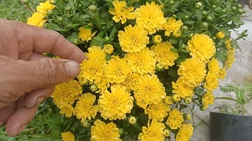 Cúc mâm xôi hàn quốc và mâm xôi Hà Lan cho tet2026 . sđ 0896351292