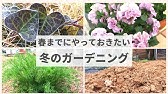 アカシア ポートリンカーンワトル ミモザ の植え替え 買ってきたポットを菊鉢に植え替えました Youtube アカシア ポートリンカーンワトル ミモザ の植え替え 買ってきたポットを菊鉢に植え替えました Youtube
