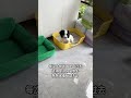 #Dog pee pads Choose correctly #The dog went to the bathroom at a designated spot It's really simple