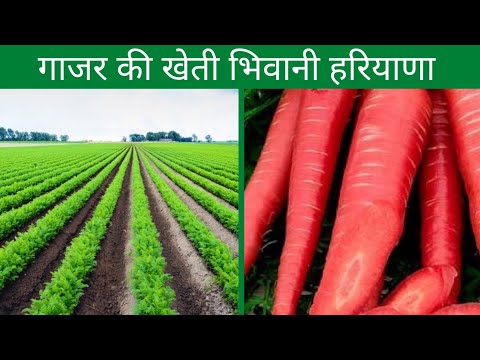 🥕🥕गाजर की खेती ।। Red Carrot Farming ।। Bhiwani