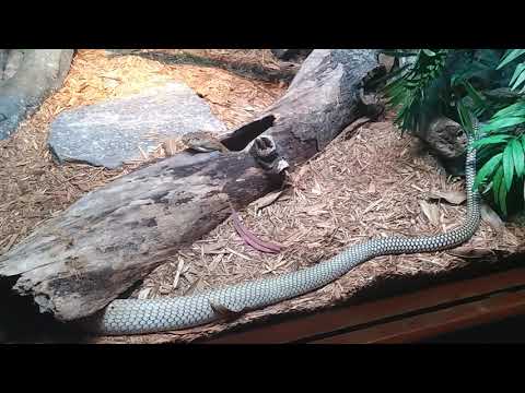 Video: Cobra Inayokosekana Kutoka Zoo Ya Bronx Inapatikana