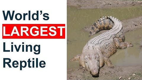 ODISHA GK|| DETAILED EXPLANATION ABOUT SALTWATER CROCODILE || OPSC||OSSSC||OSSC
