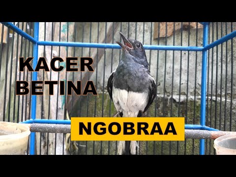 🔴PANCINGAN KACER BETINA MEMANGGIL JANTAN ,ampuh merangsang birahi kacer jantan‼️