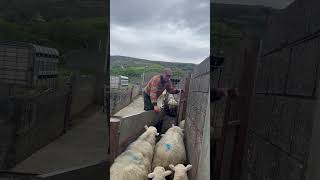 Sheep Seperation Done By A Professional #Youtubeshorts #Farming #Sheep #Viralvideo